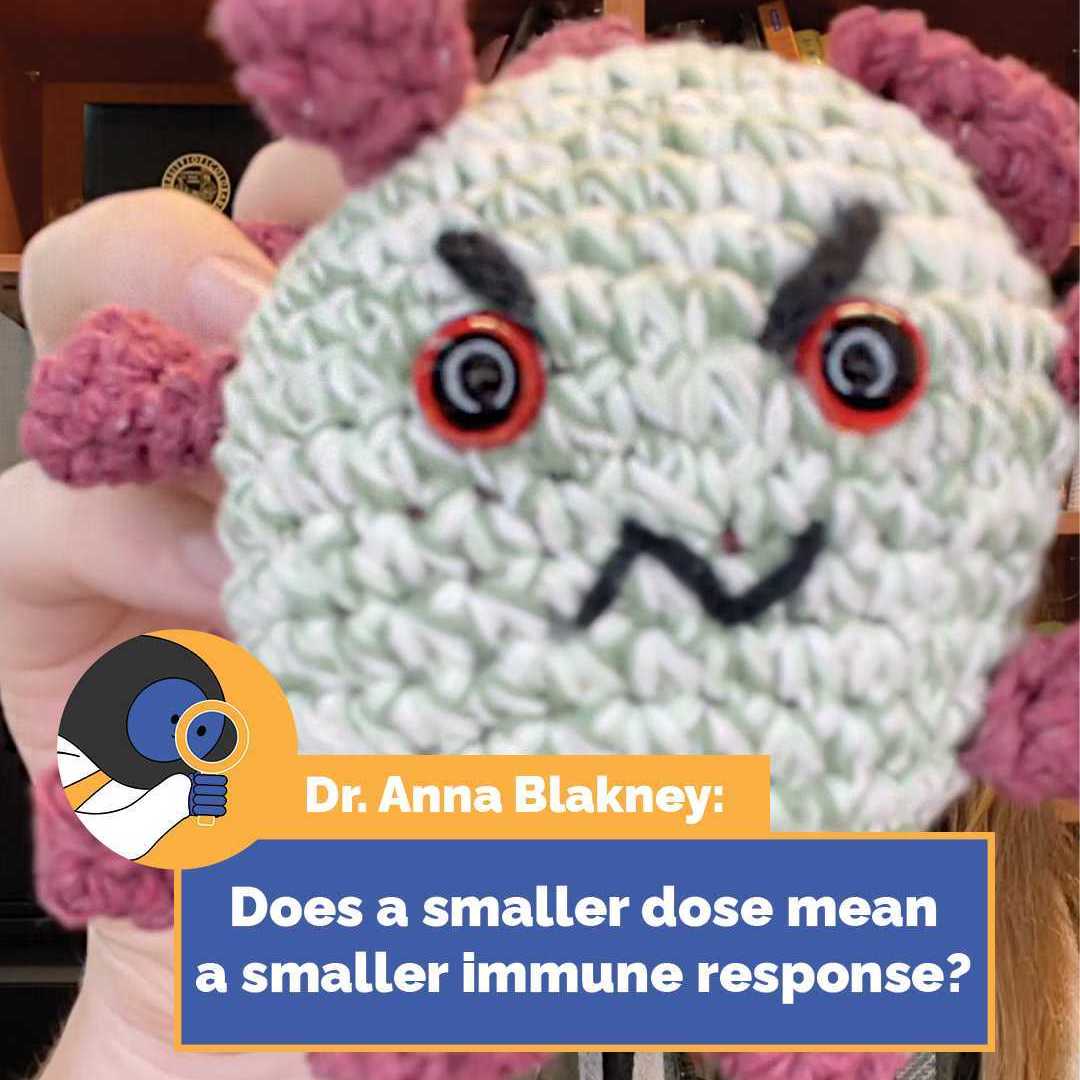 Does a smaller dose mean a smaller immune response?